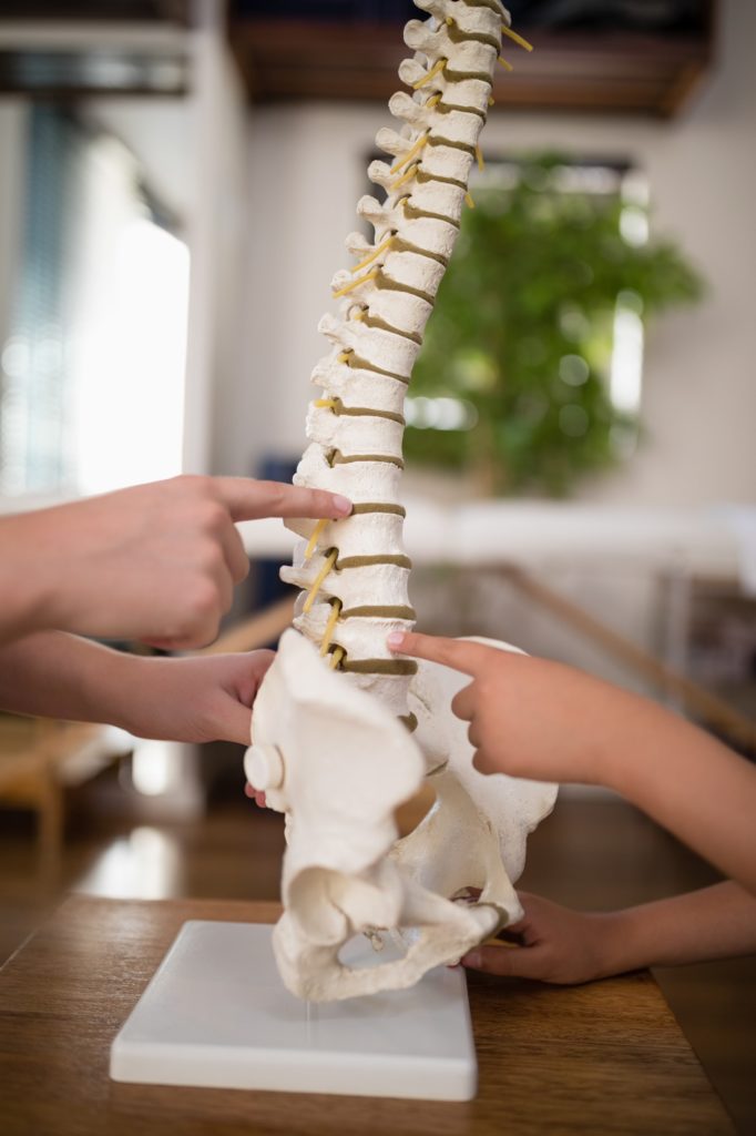Cropped hands of female therapist and boy pointing at artificial spine